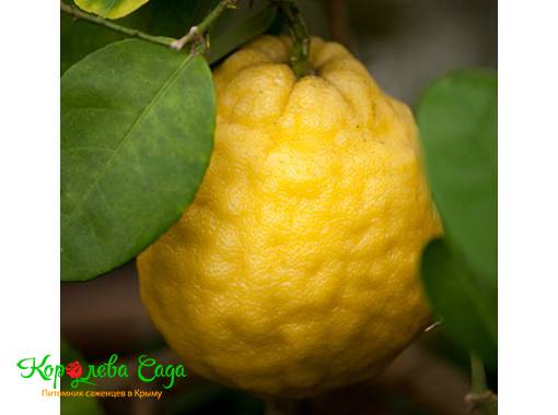 Лимон пандероза