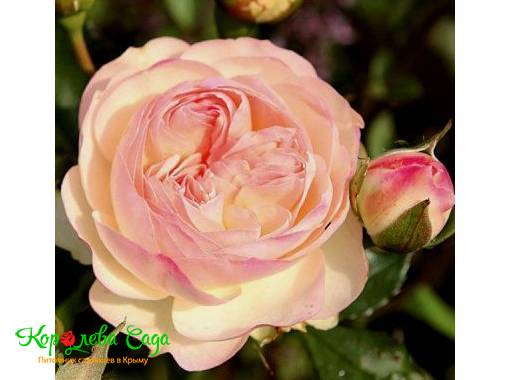 Роза флорибунда Пастелла 