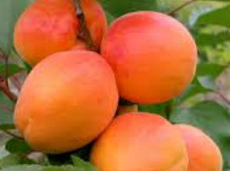 Саженцы Персик-абрикос 