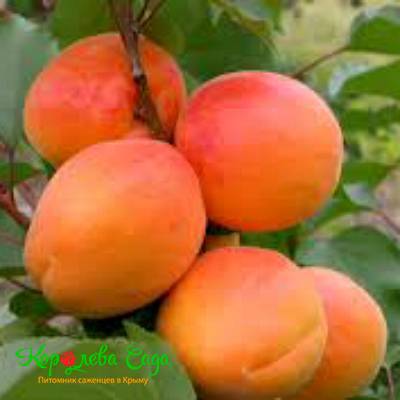 Персик-абрикос 