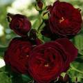 Плетистая  роза Черная Королева