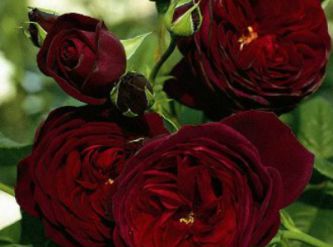 Саженцы Плетистая  роза Черная Королева