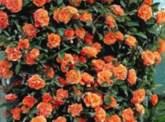 Саженцы Роза плетистая Оранжевая