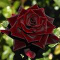 Плетистая роза Черный принц