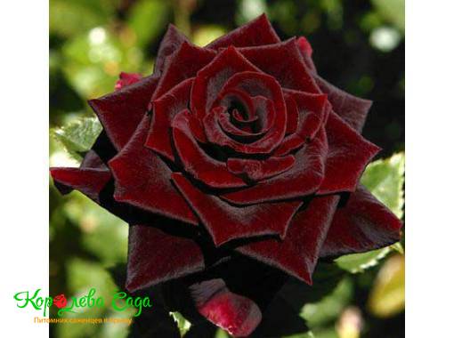 Плетистая роза Черный принц