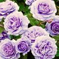 удобрение Плетистая роза Голубая мечта