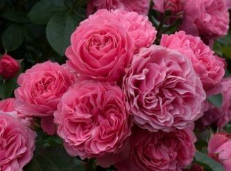 Саженцы Плетистая  роза Розовая крупная 