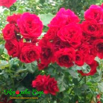 Плетистая роза Малиновая крупная