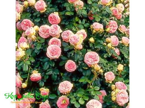 Плетистая роза Розовая Жемчужина