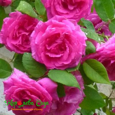 Плетистая роза Пинк Мушимара