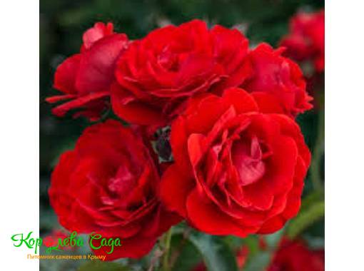 Плетистая роза  Дон Жуан