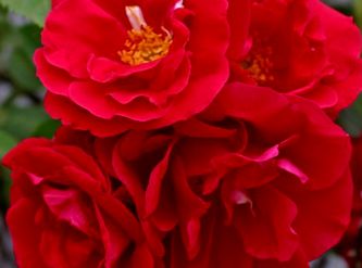 Саженцы Плетистая роза Фламентанц