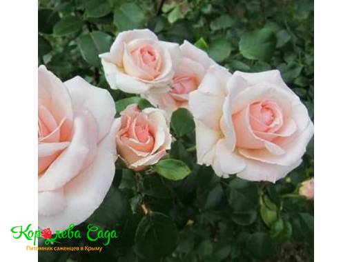 Плетистая роза  Пенни Лейн