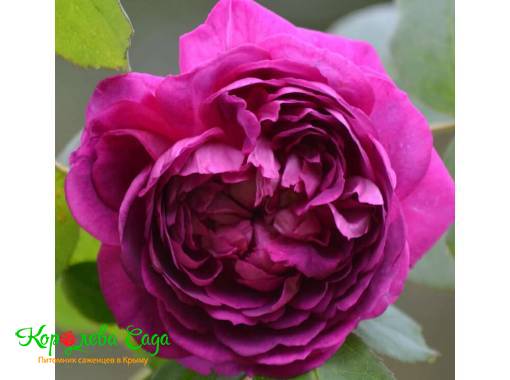 Плетистая роза  Рейн де Вайолетс