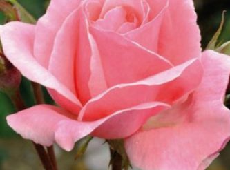 Саженцы Роза чайно-гибридная Королева красоты 