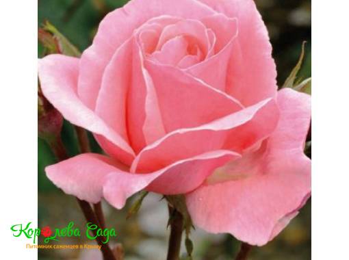 Роза чайно-гибридная Королева красоты 