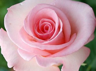 Саженцы Роза чайно-гибридная Фламинго