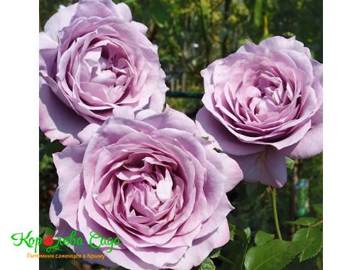 Роза чайно-гибридная Новалис