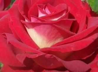 Саженцы Роза чайно-гибридная Биколетте 
