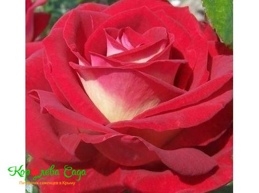 Роза чайно-гибридная Биколетте 