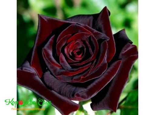 Роза чайно-гибридная Чёрный барон