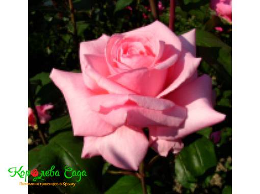 Роза чайно-гибридная Сильвия