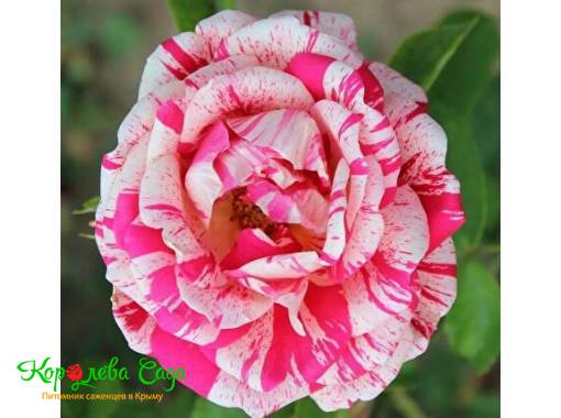 Роза чайно-гибридная Папагено 