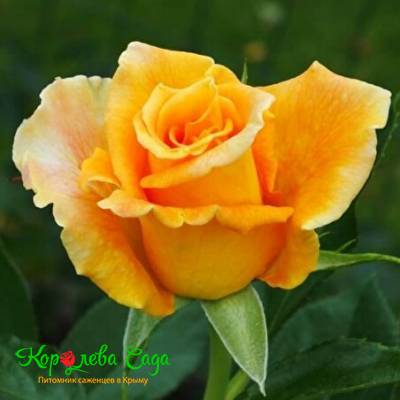 Роза чайно-гибридная Голден Моника