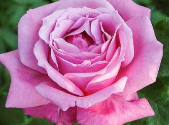 Саженцы Роза чайно-гибридная Липарфюм 