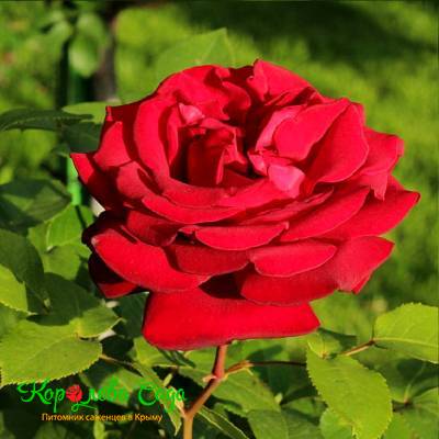 Роза чайно-гибридная Роял Вильямс