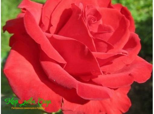 Роза чайно-гибридная Лавли ред