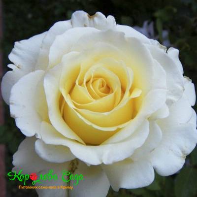 Саженцы Роза чайно-гибридная Анастасия