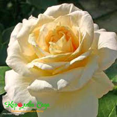 Саженцы Роза чайно-гибридная Ла перла