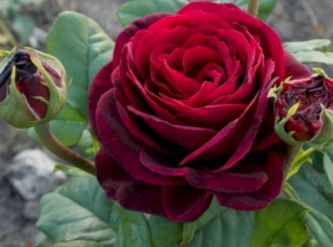 Саженцы Роза чайно-гибридная Графиня Диана