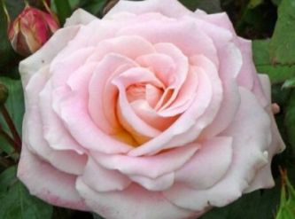 Саженцы Роза чайно-гибридная Невеста