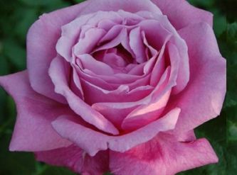 Саженцы Роза чайно-гибридная Виолет парфюм