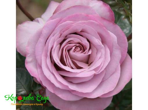 Роза чайно-гибридная Блю герл