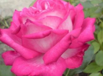 Саженцы Роза чайно-гибридная Роз гожар