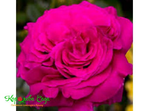 Роза чайно-гибридная Шартрез де парм 