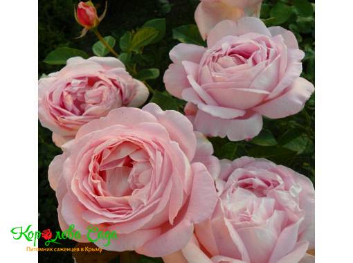 Роза чайно-гибридная Мириам