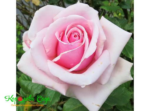 Роза чайно-гибридная Хельга 