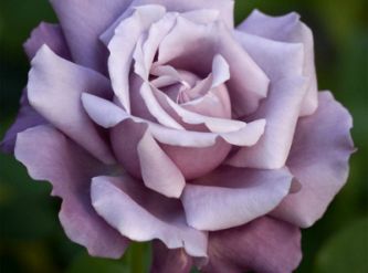 Саженцы Роза чайно-гибридная Голубая королева