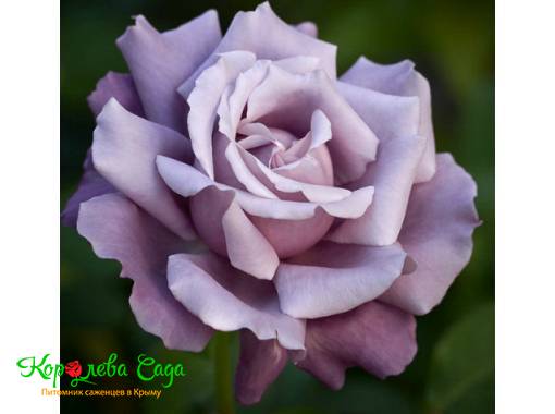 Роза чайно-гибридная Голубая королева