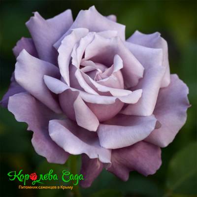 Роза чайно-гибридная Голубая королева