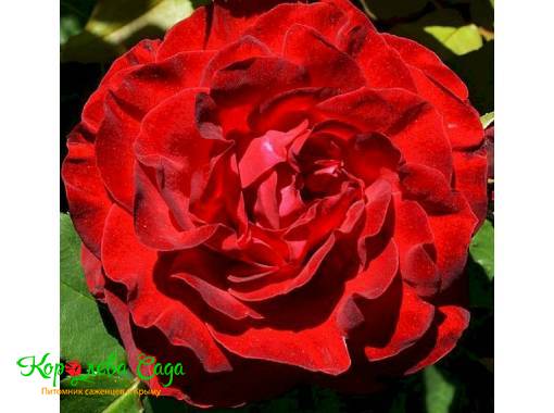 Роза чайно-гибридная Дам де Кер 