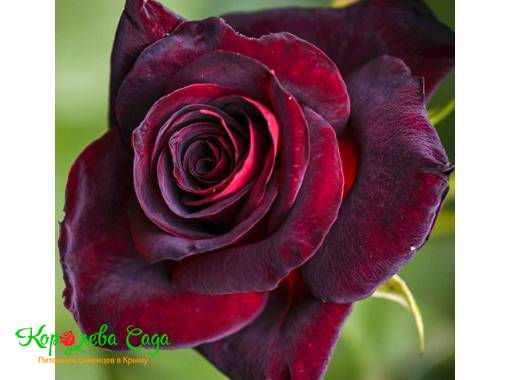 Роза чайно-гибридная Блек леди