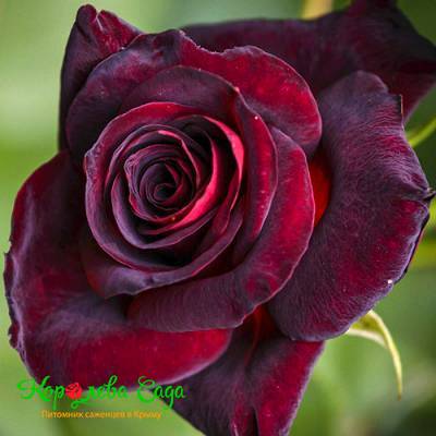 Саженцы Роза чайно-гибридная Блек леди