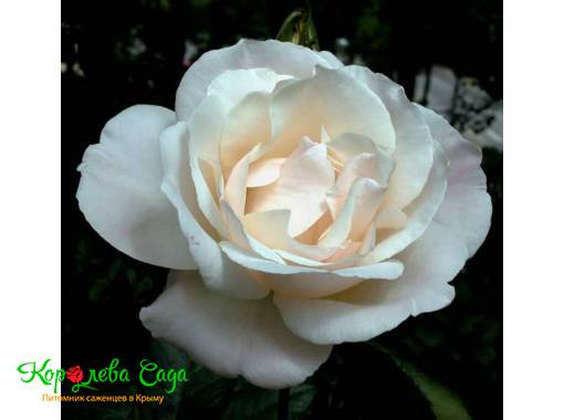 Роза чайно-гибридная Вайт квин Элизабет