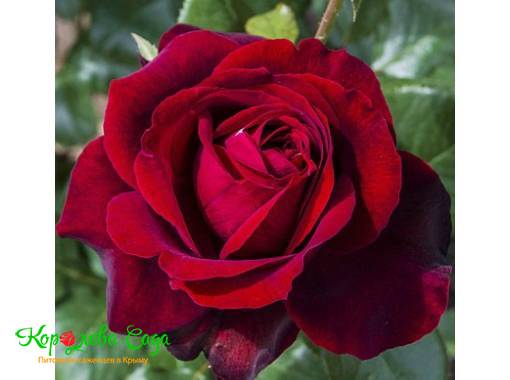 Роза чайно-гибридная Сигни нуар 