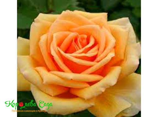 Роза чайно-гибридная Валенсия